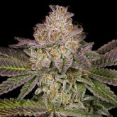 Collins Ave Seeds